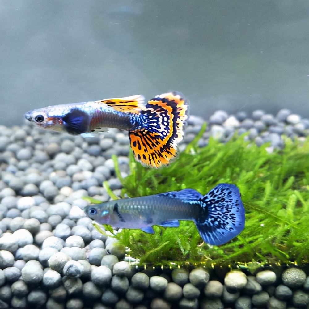 近百种热带鱼欣赏