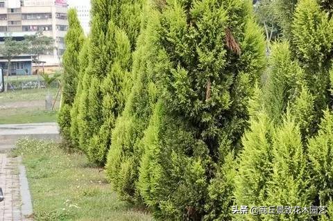 常绿乔木有哪些（70多种常用常绿乔木图例宝典）