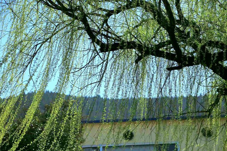 梦想花开，走进山东财经大学的春天！