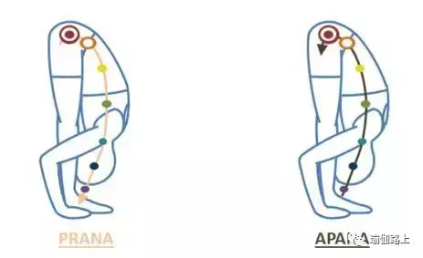 30 個常見瑜伽體式的正確發力放向，氣息流動和對應脈輪