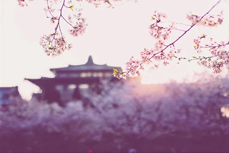 武汉樱花开了：悲伤是短暂的，美好总会如期而至