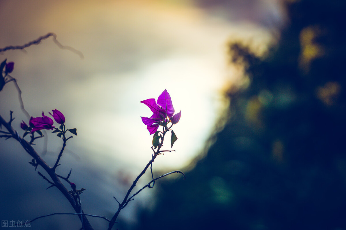 他是禁欲系隐逸诗人，终生不仕不娶，被誉梅妻鹤子，走红纯属意外