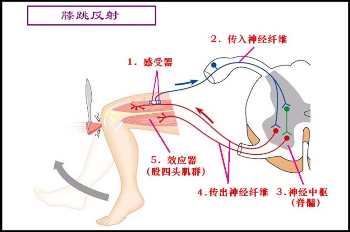 网球手臂内旋(万万没想到，打球手臂不伸直，容易引发网球肘！)