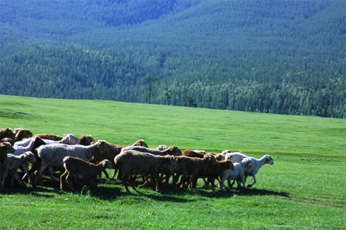 《牧羊少年奇幻之旅》|梦想得以实现的三个必须要素是什么？