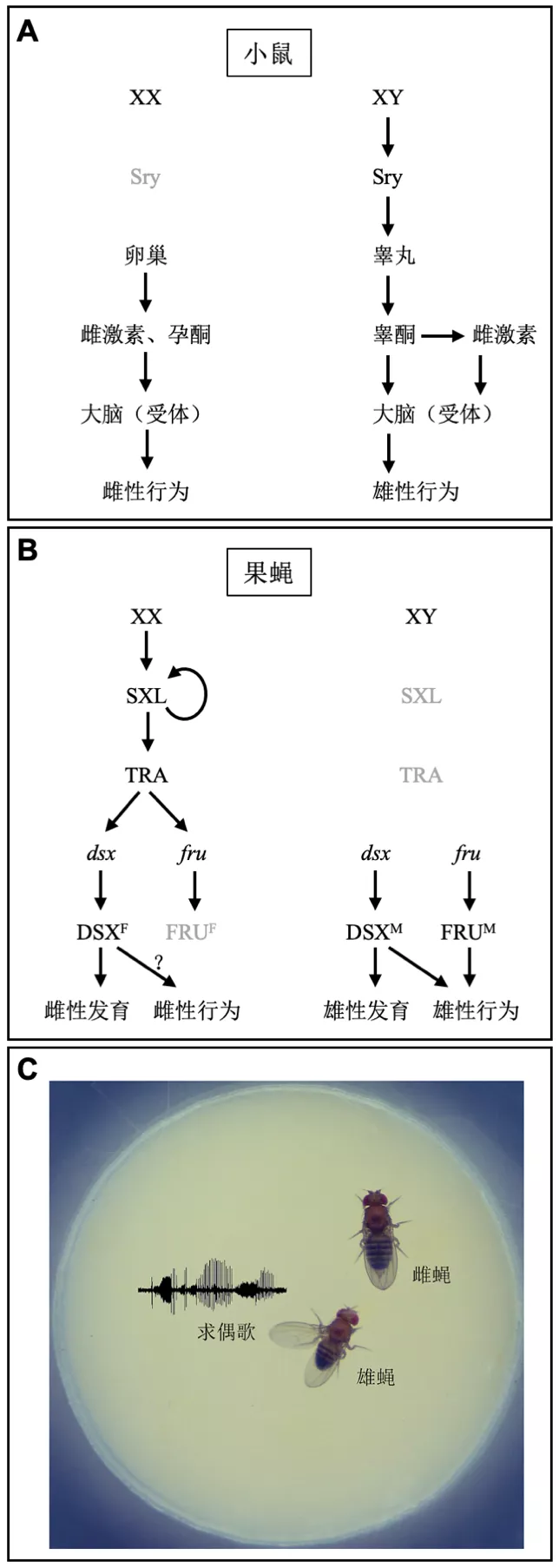 果蝇与性：存在调控行为的“开关基因”吗？
