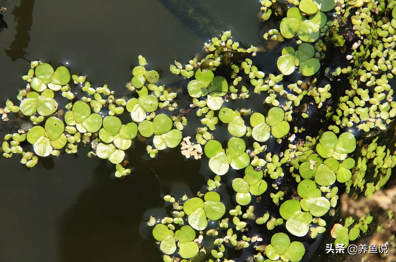 一般把悬浮在水面,根部生长在水里的水生植物统称为浮萍