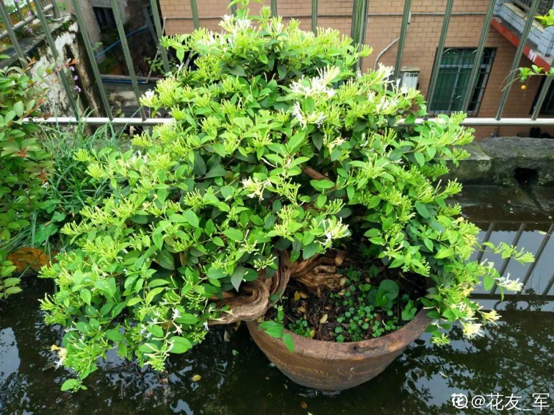 家里养棵爬藤花,防盗窗上养一棵,呼呼开花