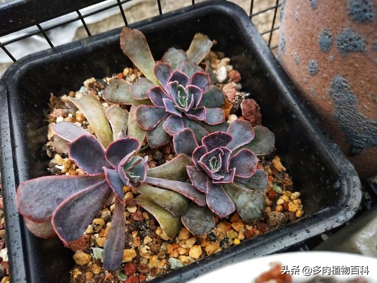 秋去冬来却如春,多肉上色正当时