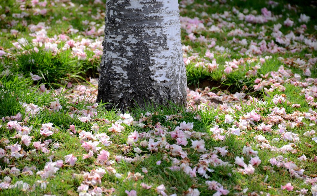 45句最美落花诗词，惊艳了风雨，斑斓了季节