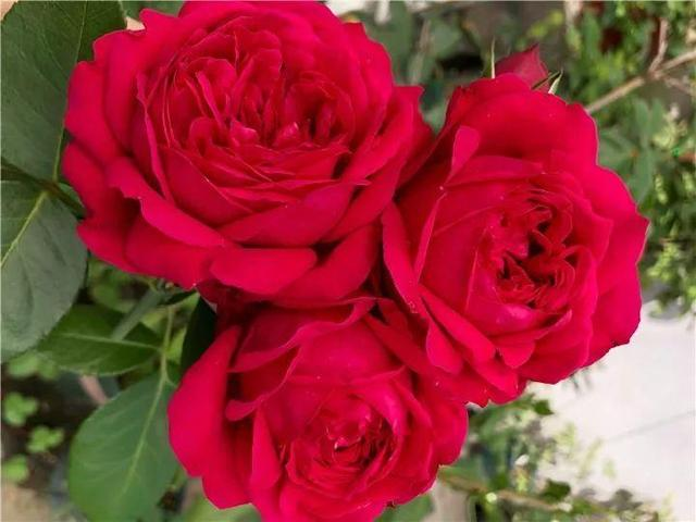 第二种,并蒂月季