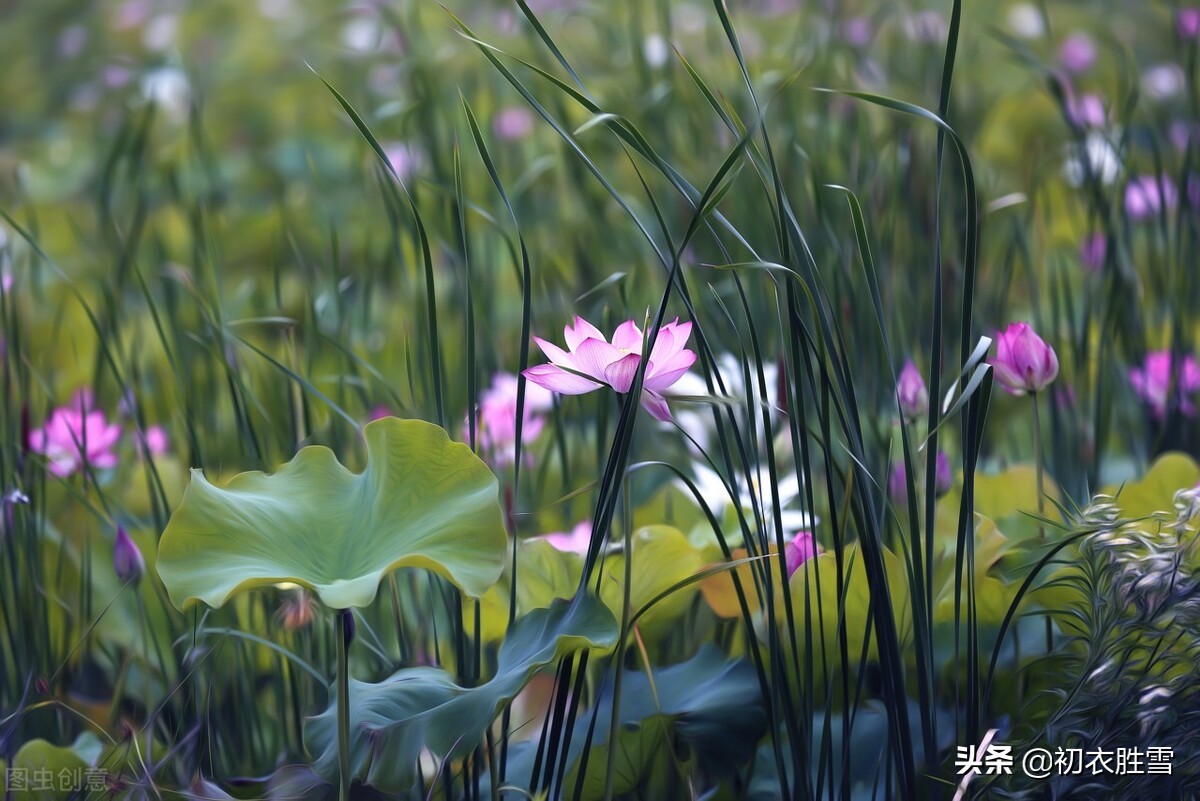 从小暑节气古诗六首，看古人过小暑，前期赶紧婚嫁，后期赶紧避暑