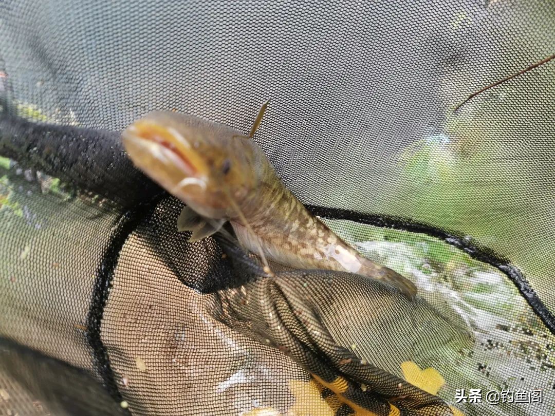 白色鲶鱼是什么品种「白色的胡子鲶鱼是什么鱼」-友友