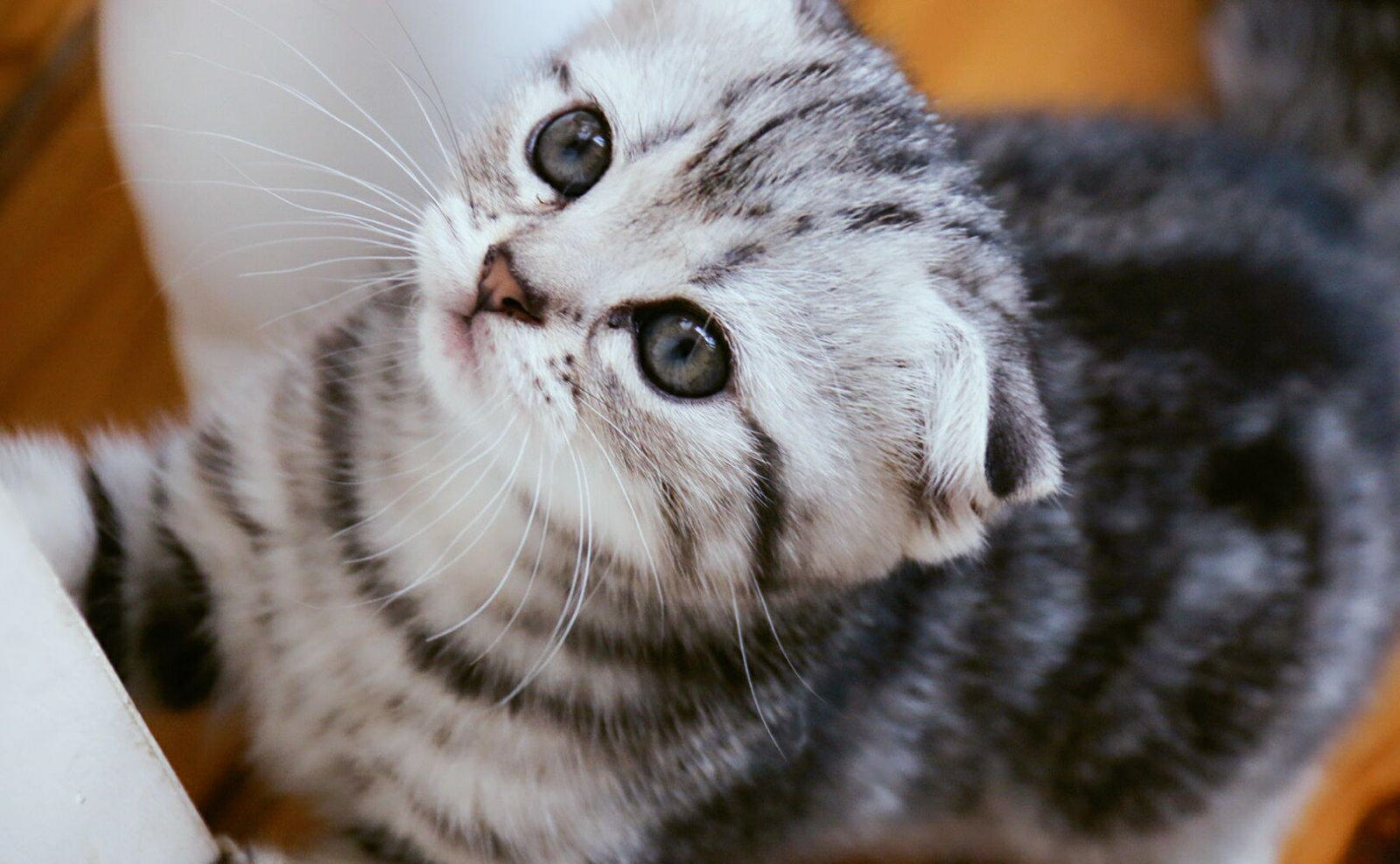 如何应对猫咪泪痕？宠物美容师：2样小物可治疗，4个方法可预防