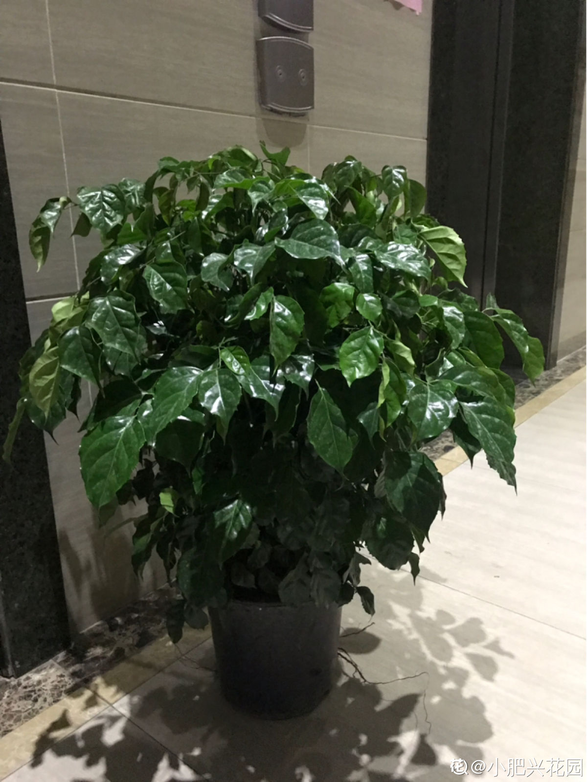 植物大全图片（带你了解这80种常见植物）