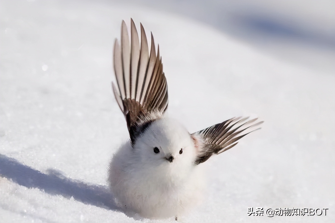 仅仅凭借可爱的外表,就差点成为"国鸟"的萌物——小肥啾