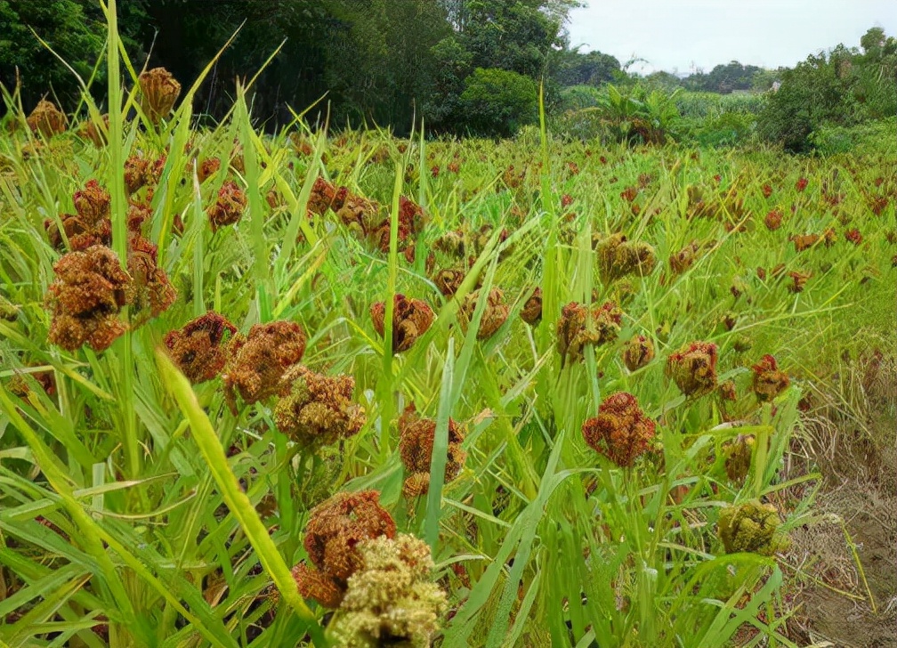糁子的功效与作用(穇子) - 行就行
