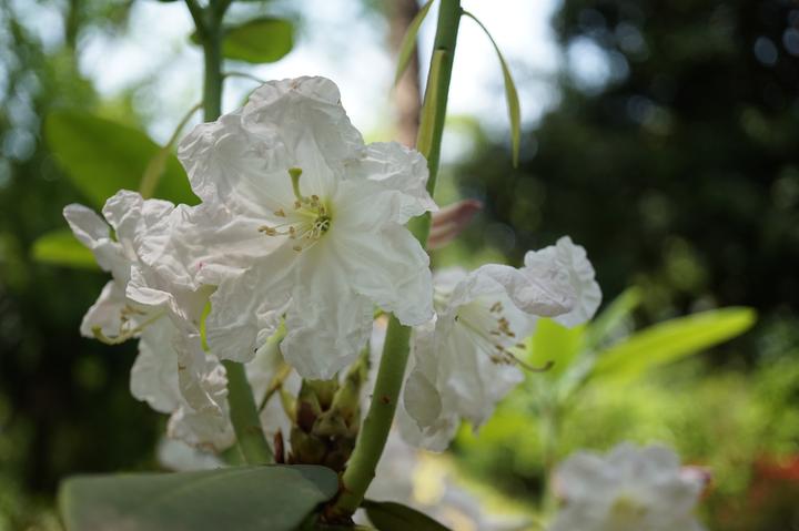 植物园属于哪个区(@广大市民游客，五一杭州植物园最全赏花攻略送上)