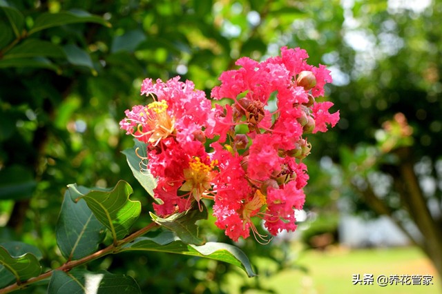 谁说花无“百日红”？紫薇，从诗词里走出来