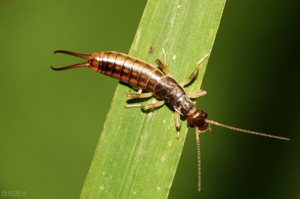 蚰蜒是益虫还是害虫,蚰蜒为什么不能踩死