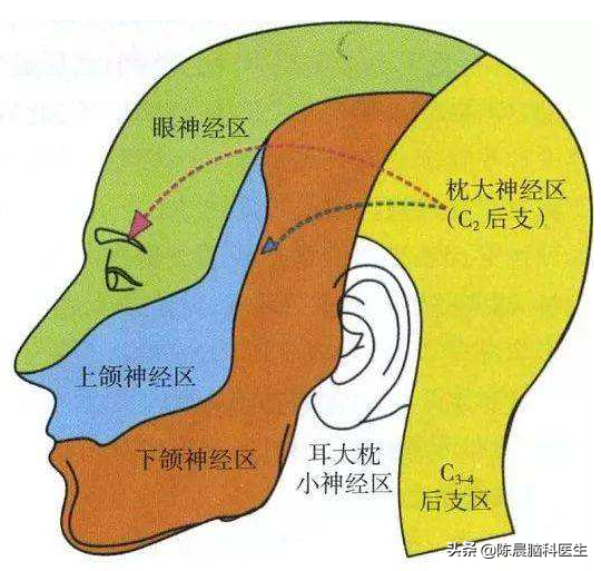 頭部痛覺的神經支配