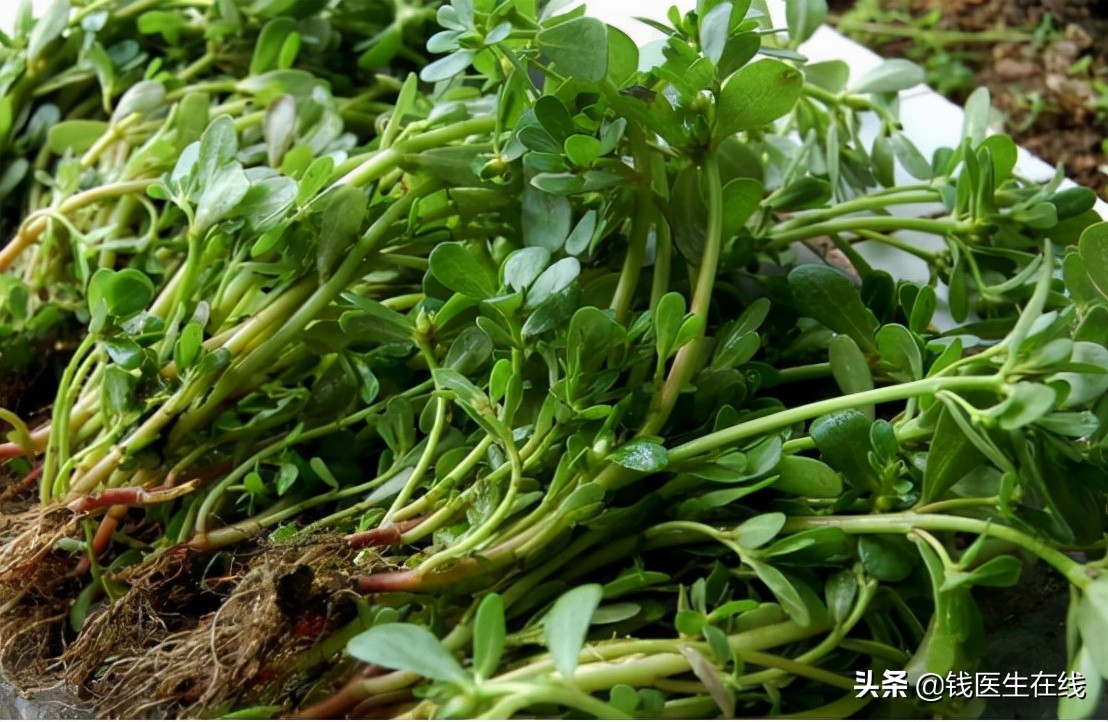 “野菜”马齿苋，有5方面的药理作用，但3类人最好不要吃