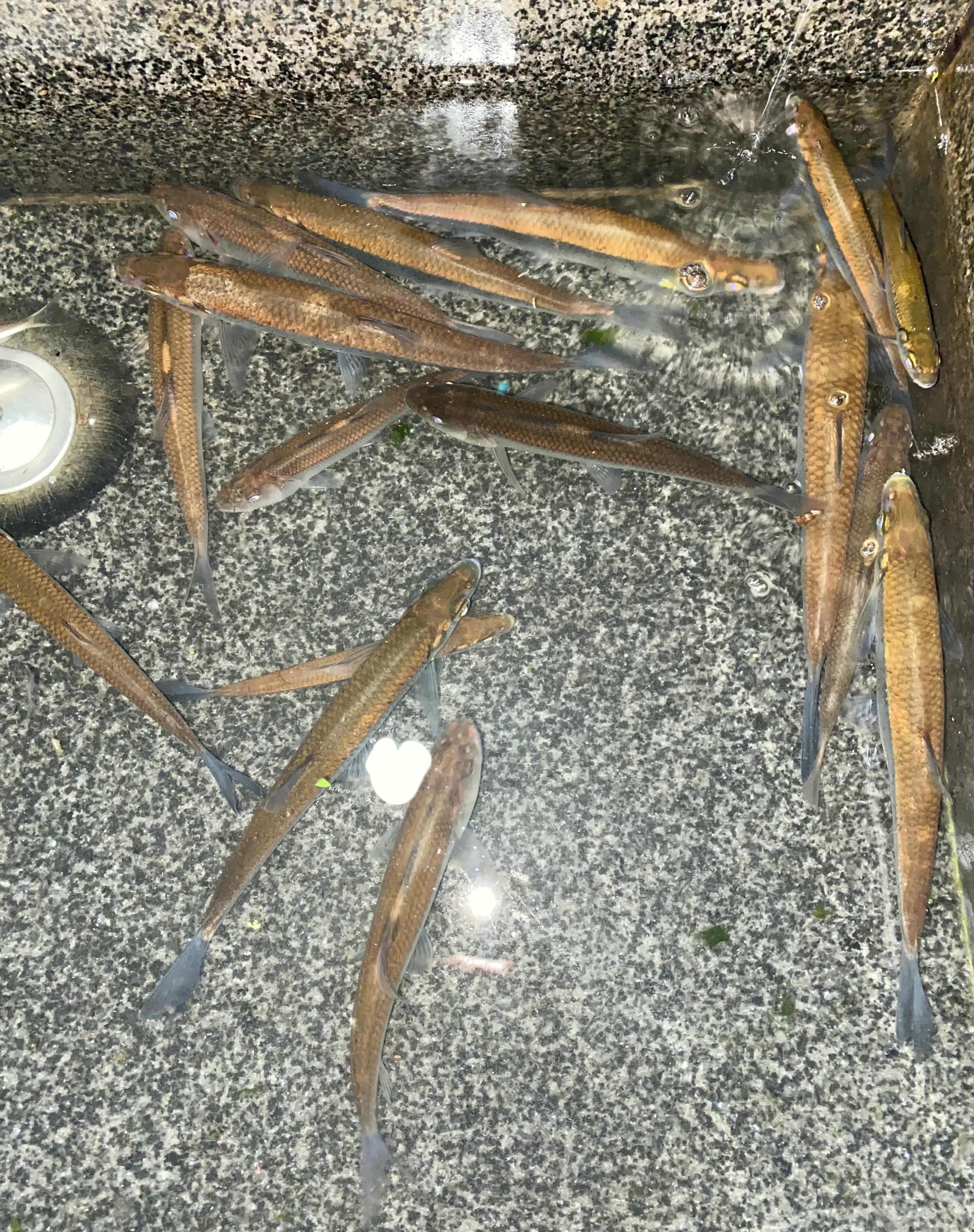 广东钓友,钓起许多大型餐条鱼,看起来像小草鱼