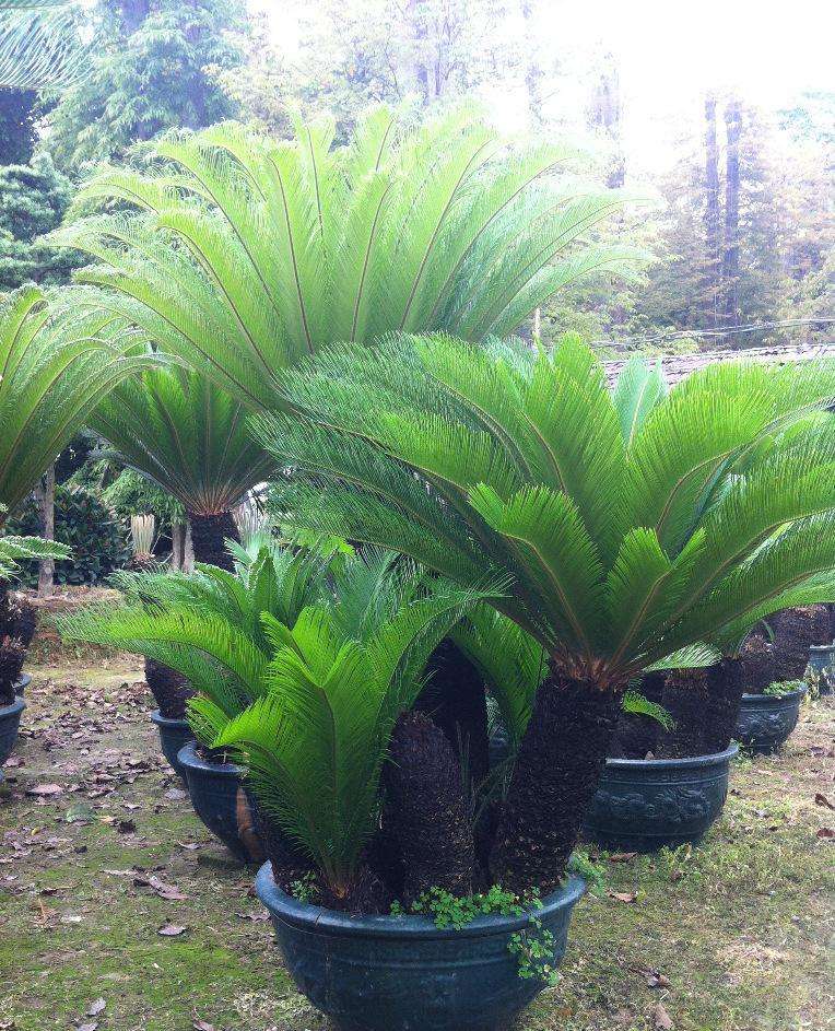 小铁树幼苗怎么养长得好专业回答