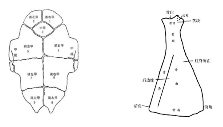 一片甲骨的考古发掘(殷墟发掘之最：单次出土1.7万片甲骨，动用“袁世凯殡葬队”才运走)