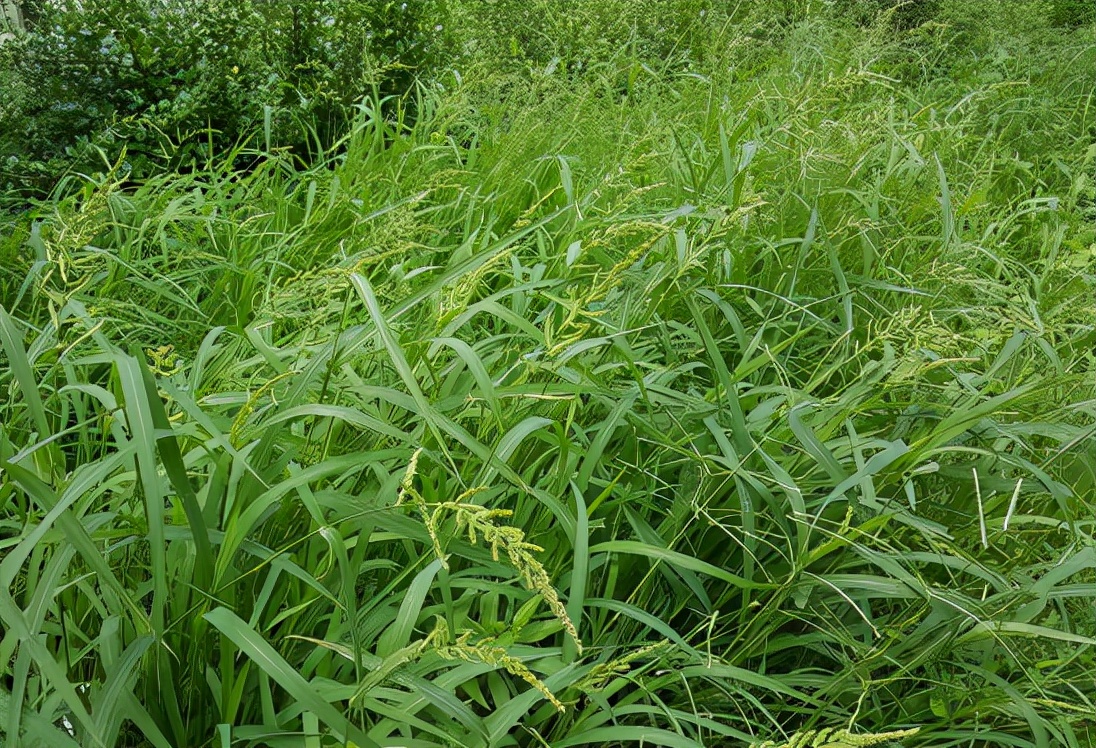 稗草:农田的恶性害草,像极了水稻,20年前当粮食吃,酿酒是极品