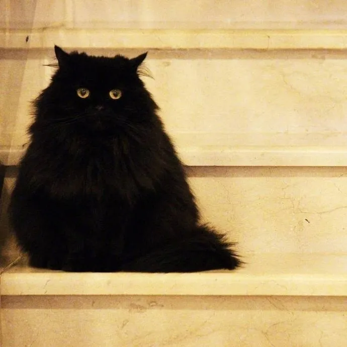 养一只小黑猫是什么体验？网友：每天都在找猫