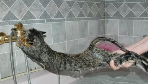 教你如何专业的在家给猫咪洗澡，省下去宠物店的钱