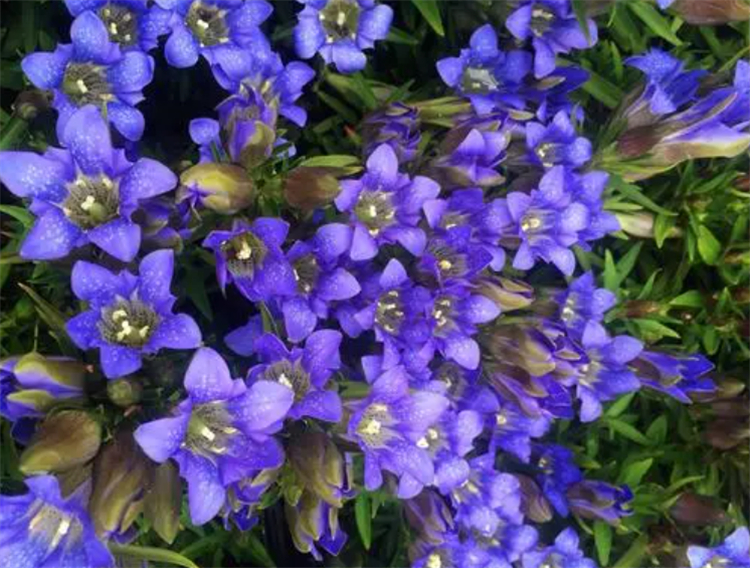 龙胆花的花语龙胆花的花语正义