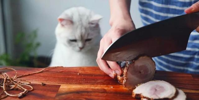 猫能吃猪肉吗（猫咪能吃的5种肉和不能吃的3种肉）