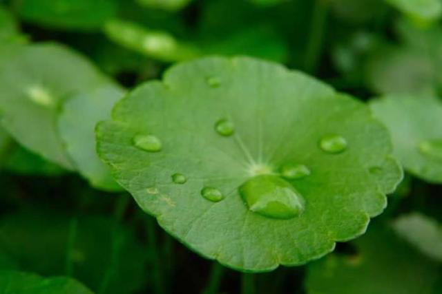 水生植物有哪些分类