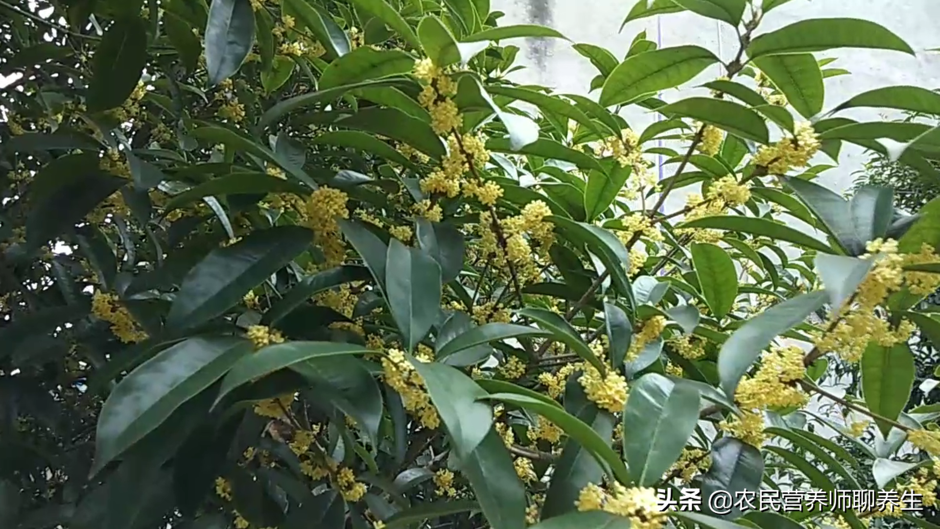 桂花树的果实怎么食用（桂花果泡酒有妙用）