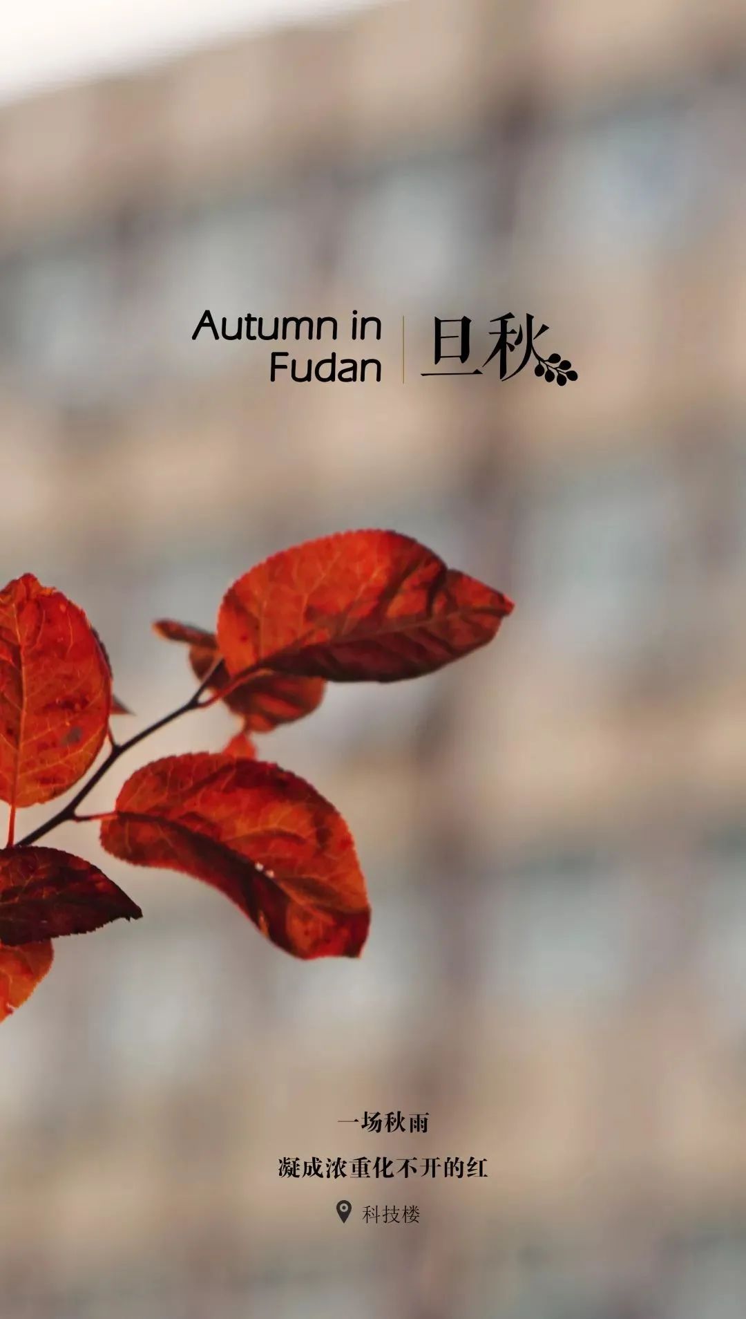 你的理想大学，终于被做成了手机壁纸