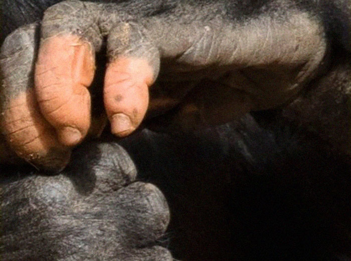 一只基因变异的黑猩猩,有人类一样的手指,它会进化成人类吗?