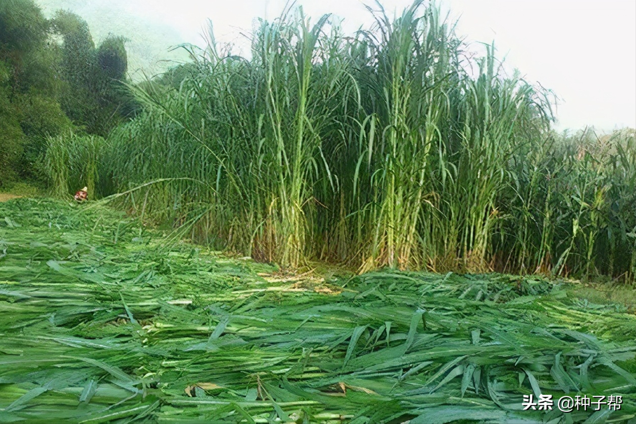 教你如何利用好牧草，收割技術(shù)，想要高產(chǎn)，必須要注意以下幾點(diǎn)