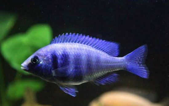 九间德州豹皇冠六间花老虎(花豹石头鱼)和尚鱼(南美大型慈鲷)红鳍鲫红