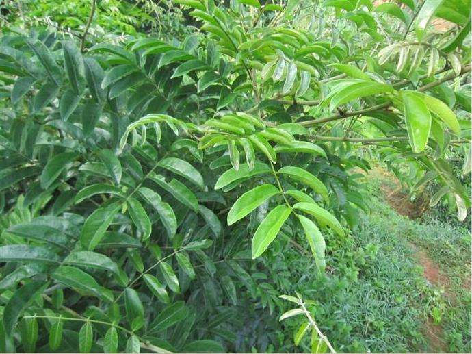 广东煲汤料,牛大力有什么功效?