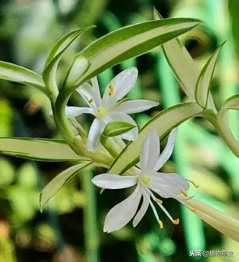 金心吊兰作用金心吊兰施肥有哪些技巧怎样施肥让金心吊兰不徒长而有