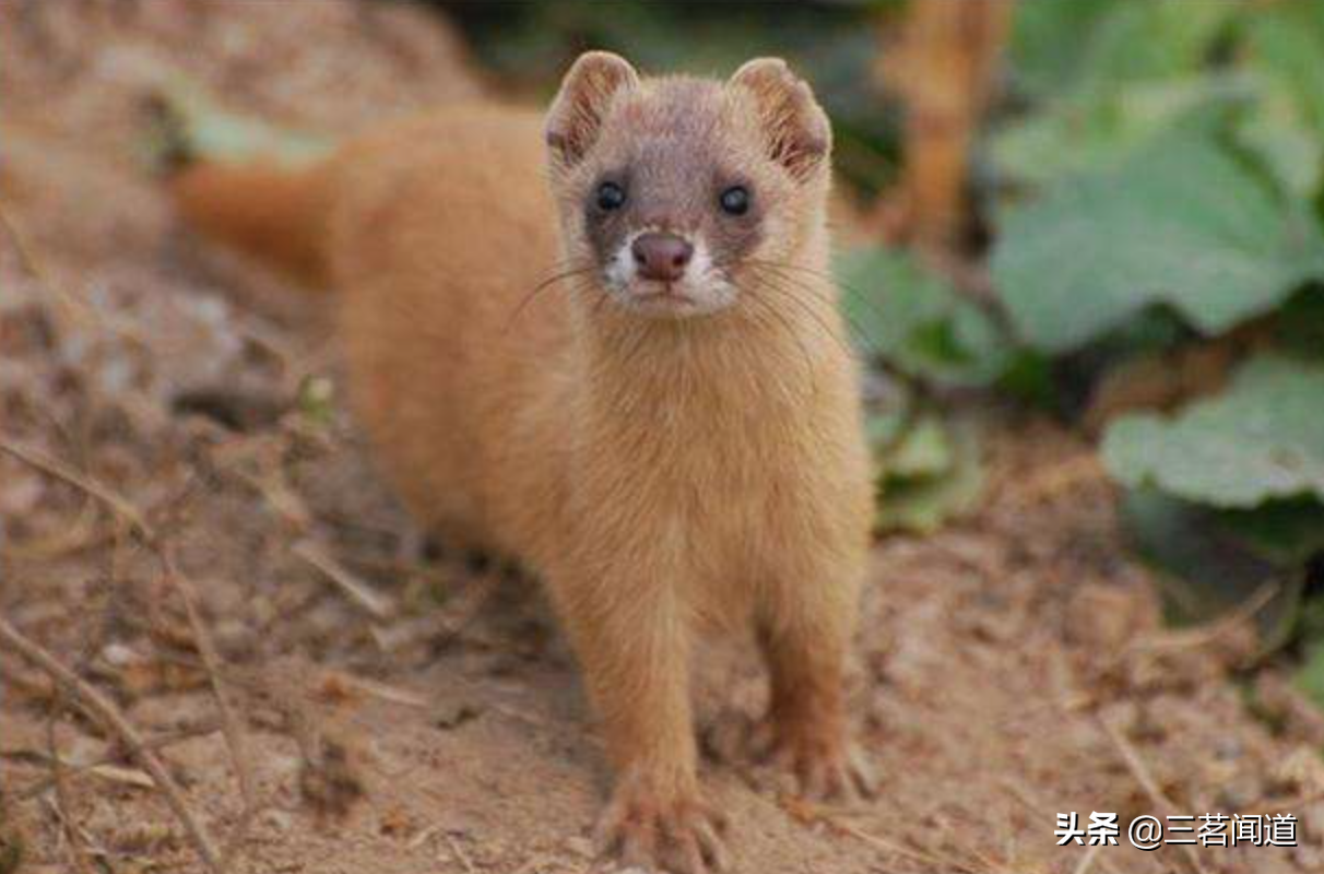 东北民间仙堂信仰：胡黄白柳灰五仙