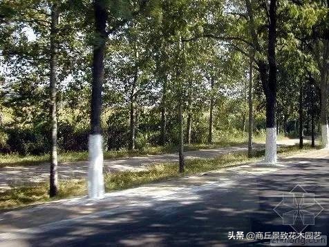 常绿乔木有哪些（70多种常用常绿乔木图例宝典）