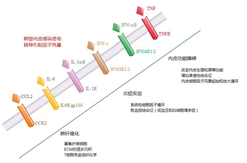 肺部炎症反应的强度反映了促炎细胞因子(如tnf和il