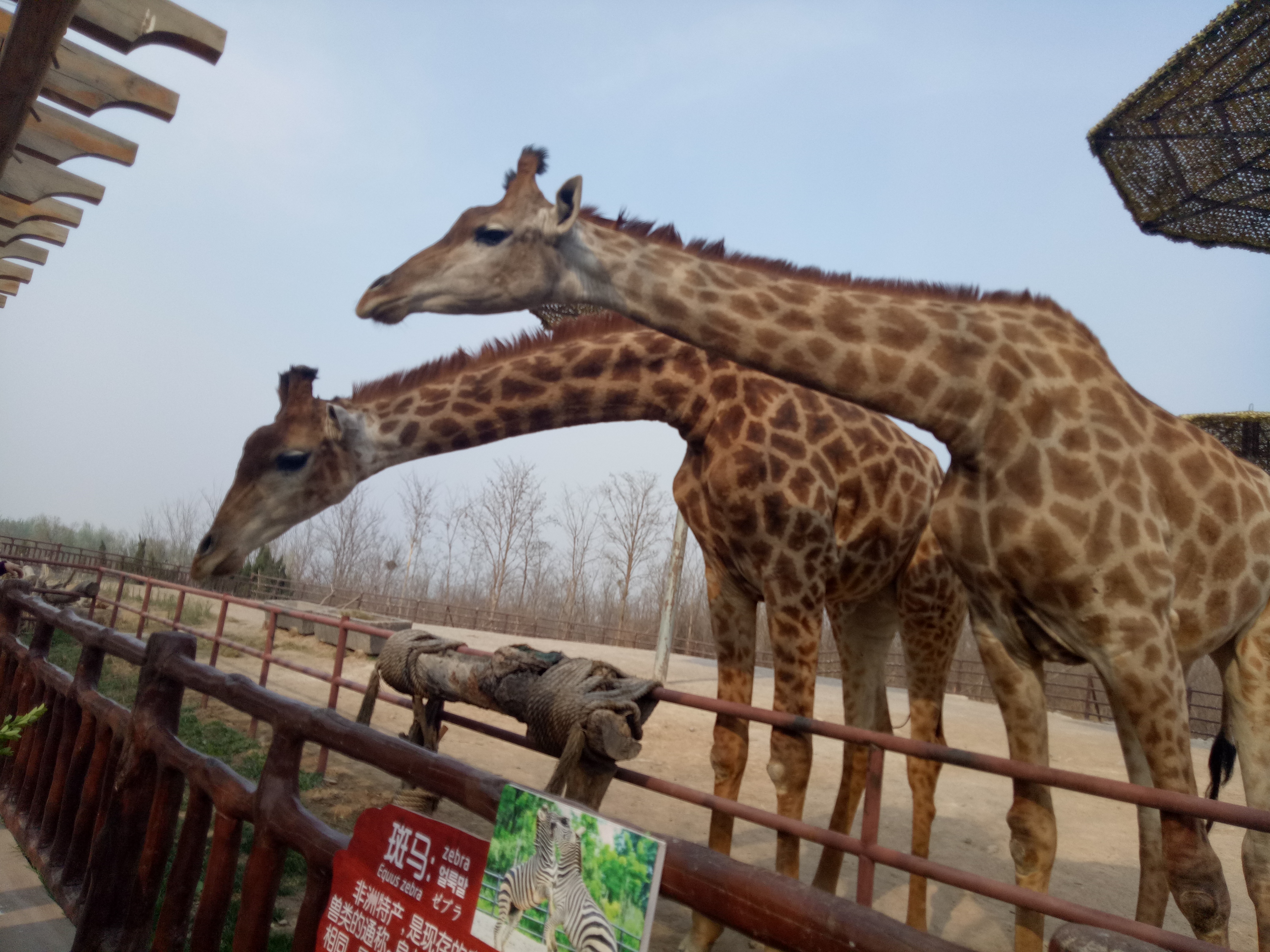 这个五一,济南野生动物园(章丘)游玩攻略在这里