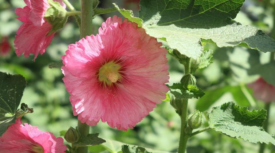 「诗词鉴赏」蜀葵花开 盛艳天地—古诗词里的蜀葵花