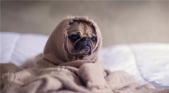 狗狗不断呕吐却只是干呕？可能是狗狗胃酸倒流了。主人该如何应对