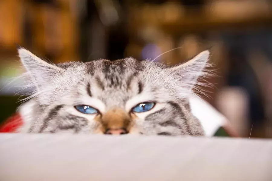 文汇路，松江大学城的美食聚集地！（下）