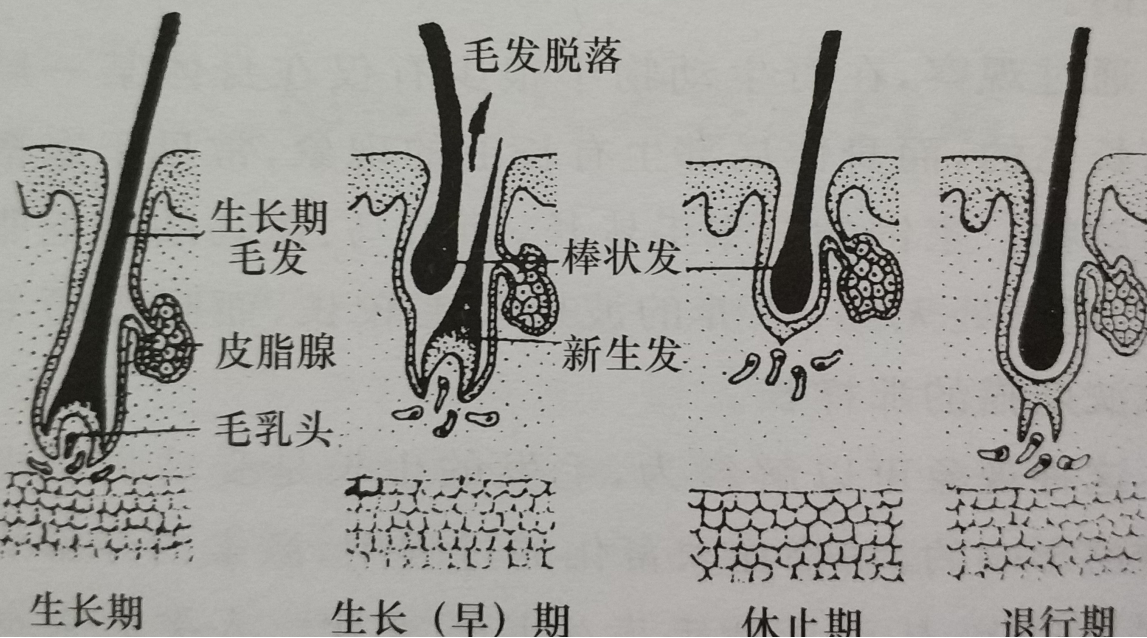 夏日炎炎，给宝宝剃光头能降温吗？剃光头的三个危害了解一下