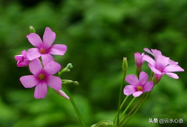 苏轼的一首七言诗，畅谈读书和做人，一辈子至少要读一遍